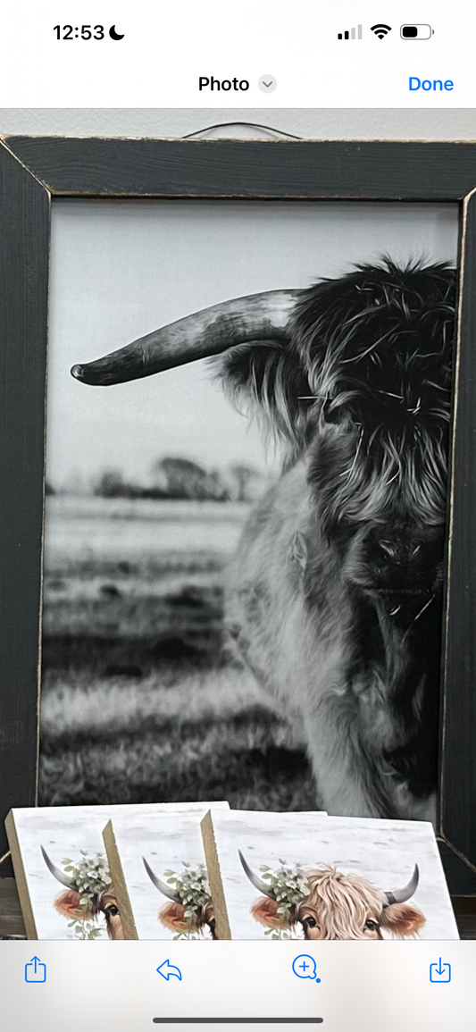 BLACK AND WHITE HIGHLAND COW PRINT